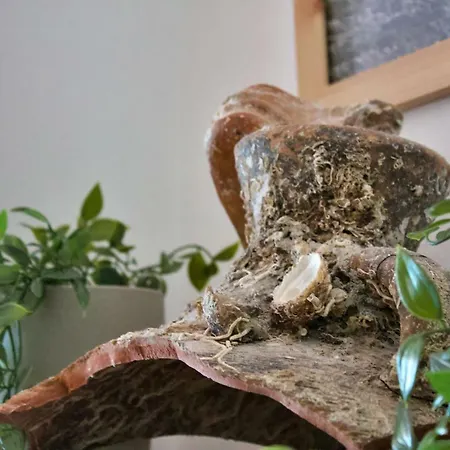 Appartement Kaktus